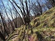 55 Ed ora un bel po' in salita e falsopiano sempre nel bosco di carpini neri